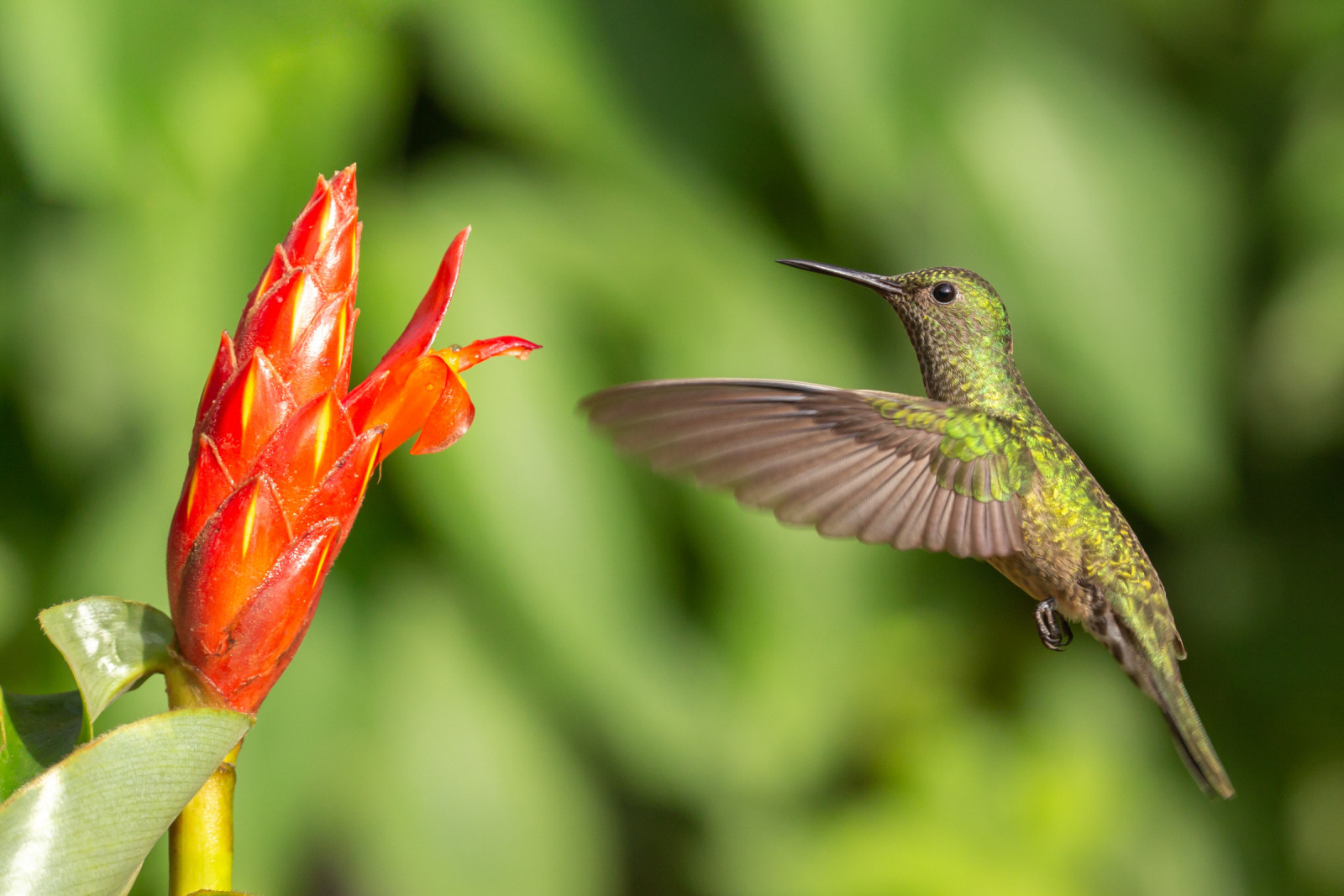 image Scaly-breasted Hummingbird
